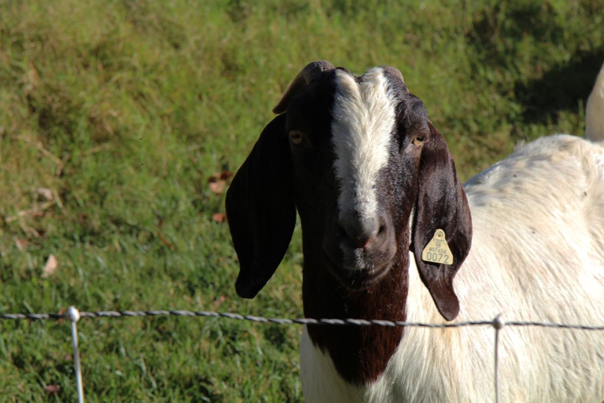 10/8 Goats